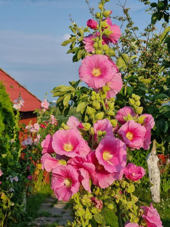 Mariu Vejas Lägenhet Nida Exteriör bild